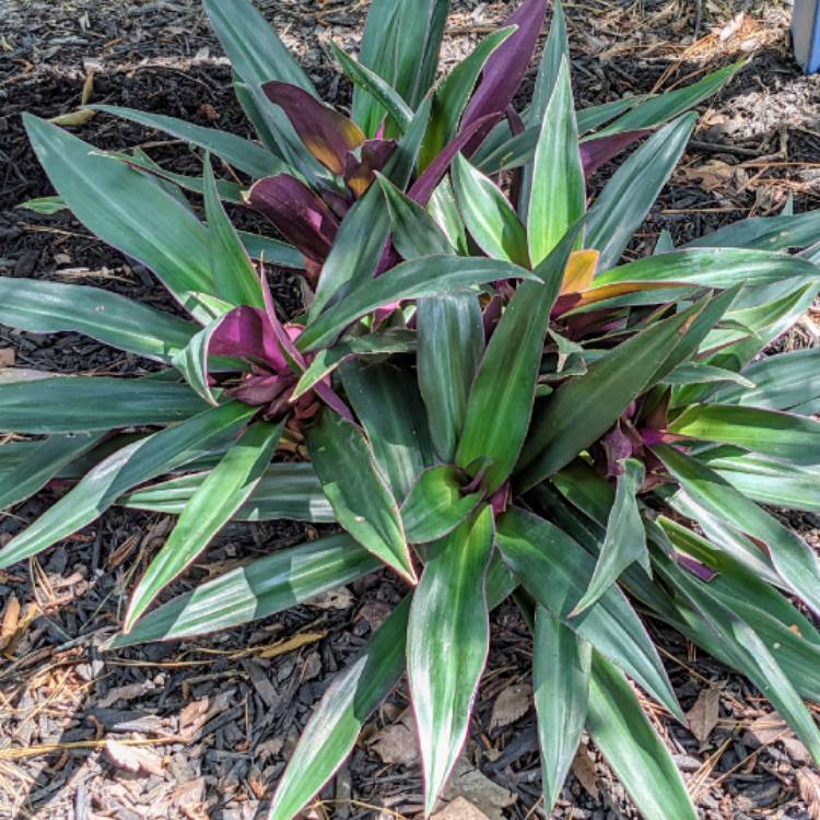 plant image 1501169 plant image 1501169