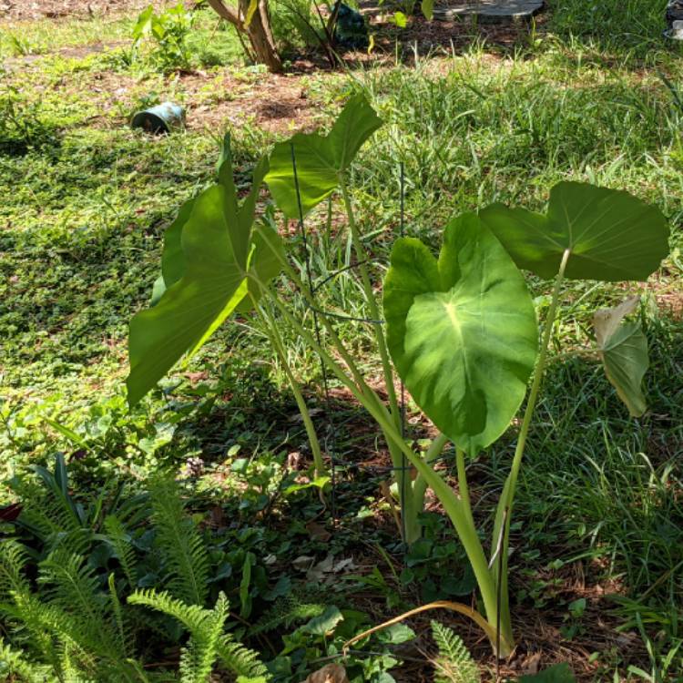 Plant image Colocasia esculenta 'Elena'