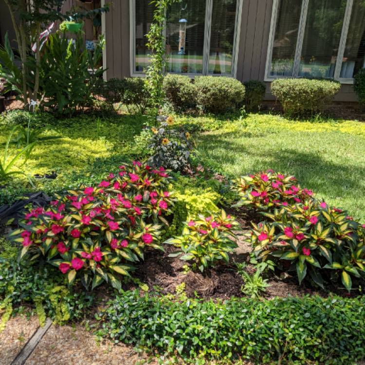 plant image 1501192 plant image 1501192