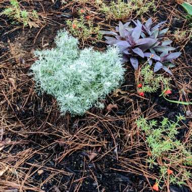 Artemisia schmidtiana