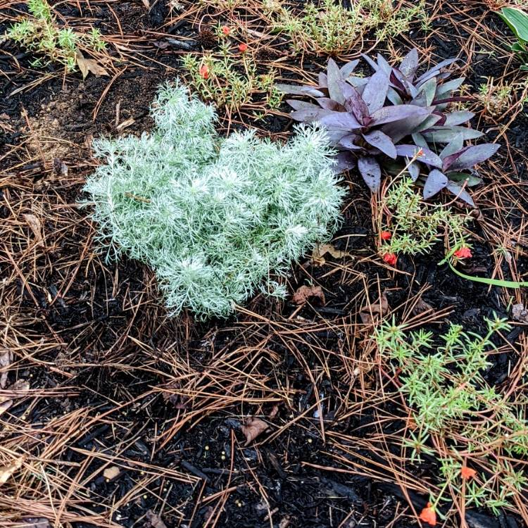 Plant image Artemisia schmidtiana