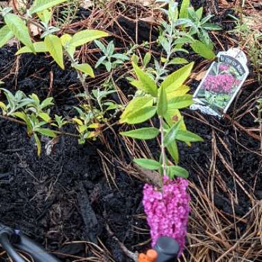 Buddleja davidii 'Tobudvelve' (Buzz Series) syn. Buddleja davidii 'Buzz Velvet'