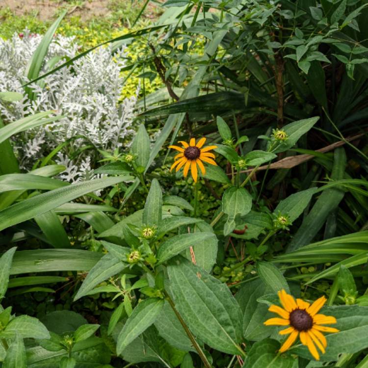 plant image 1508895 plant image 1508895