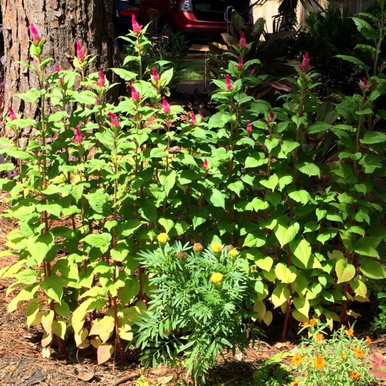 plant image 1513657 plant image 1513657