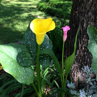 Zantedeschia 'Sunshine'