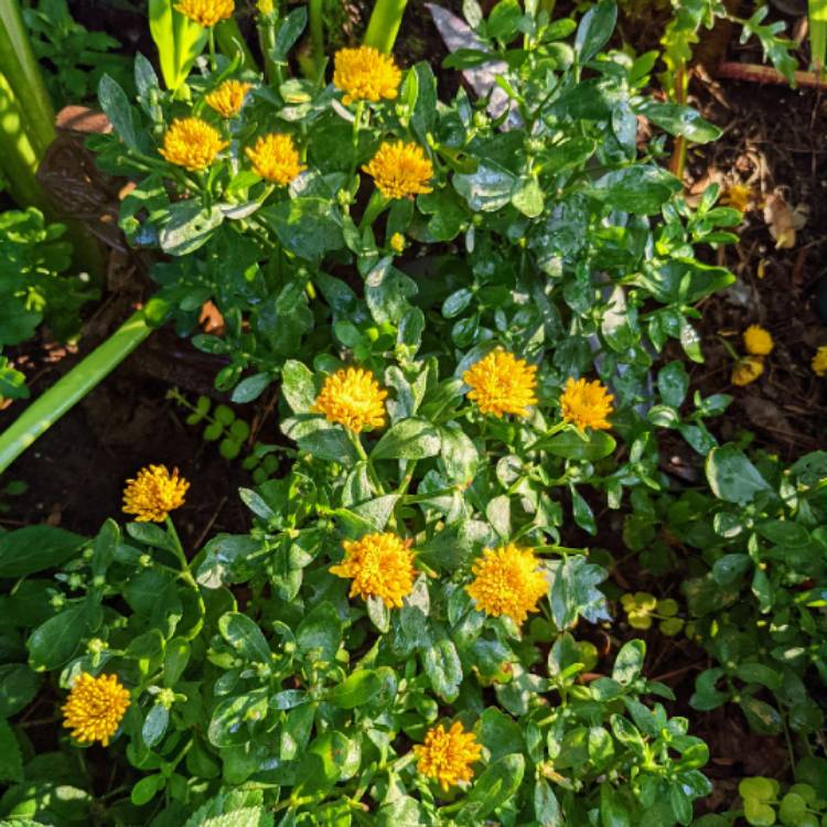 plant image 1514454 plant image 1514454