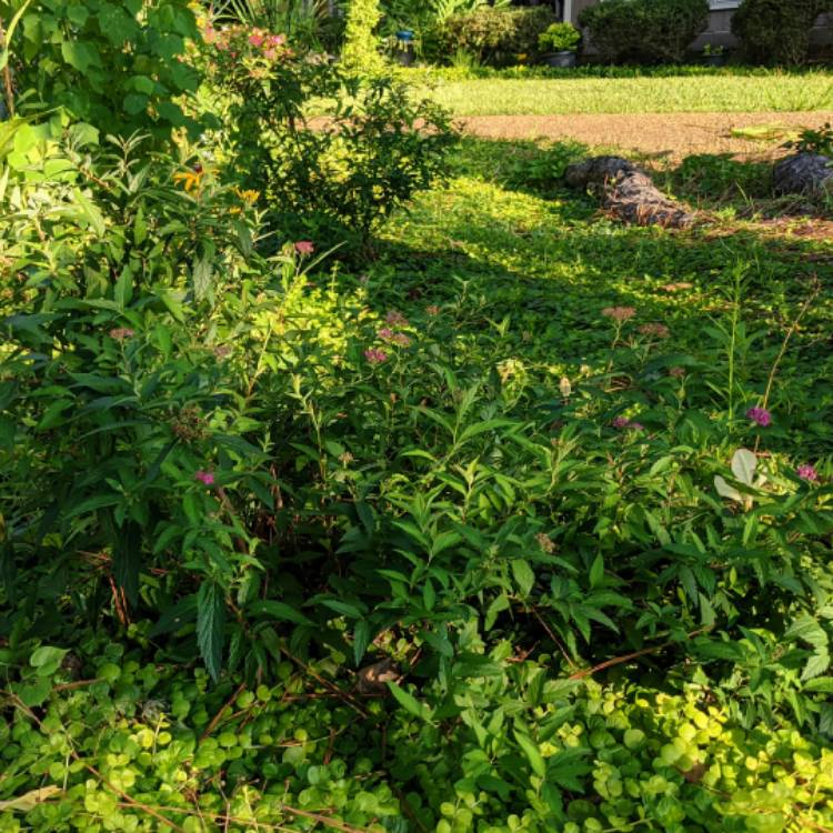 plant image 1514469