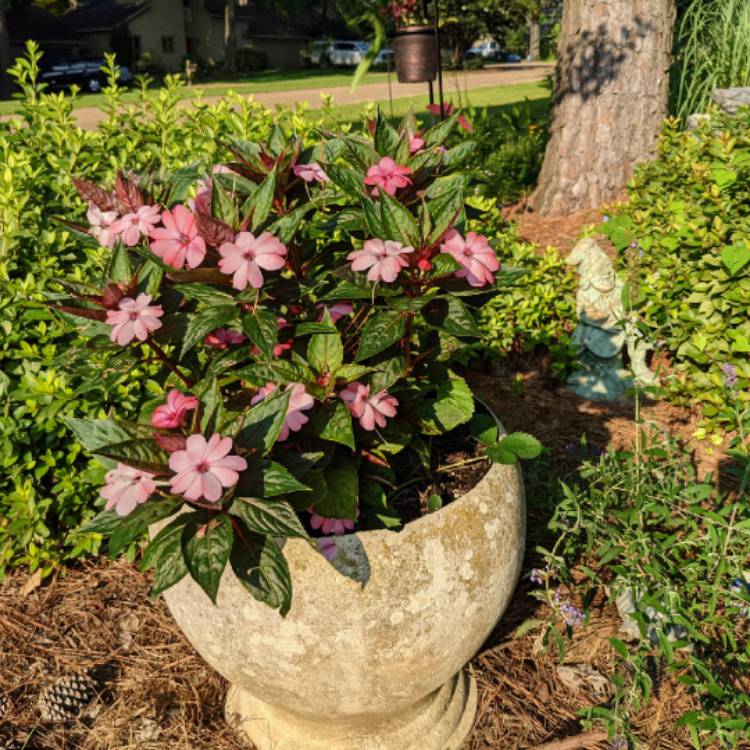 plant image 1514503 plant image 1514503