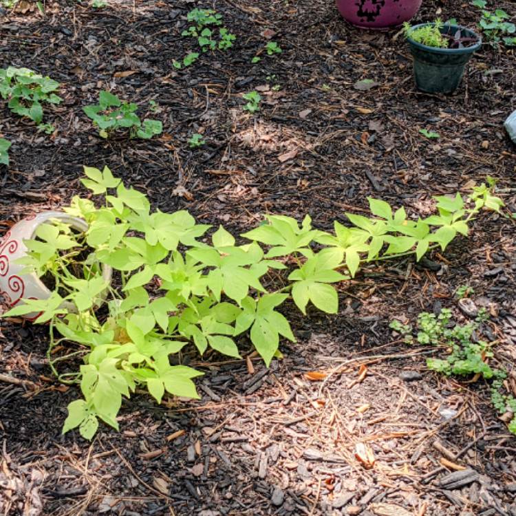plant image 1516494