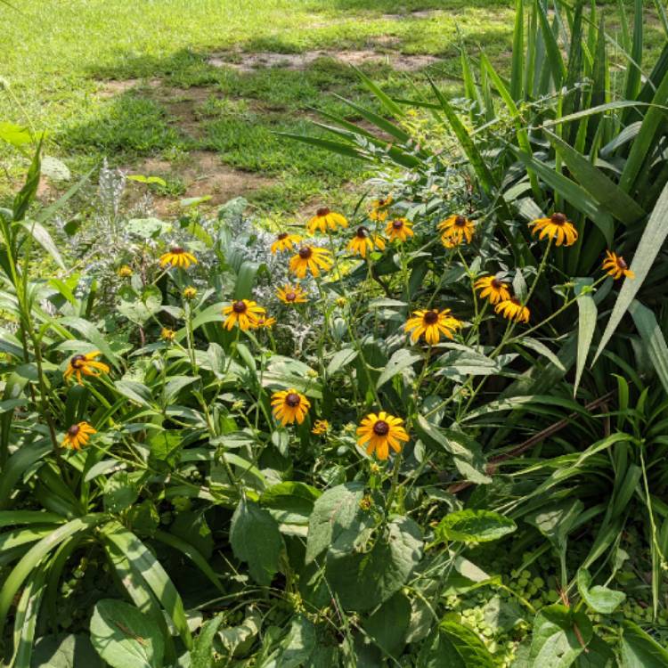 plant image 1516496 plant image 1516496
