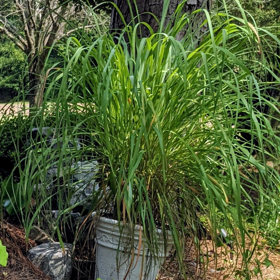 Plant image Cymbopogon citratus