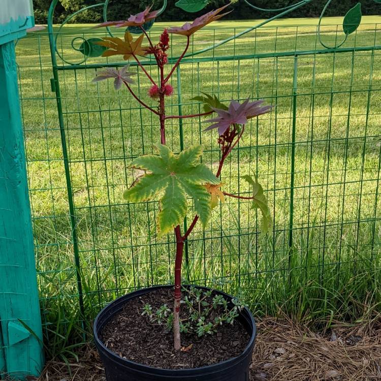 plant image 1516615