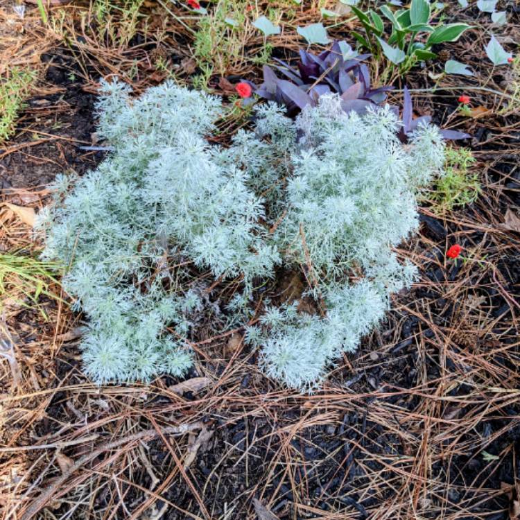 plant image 1522959