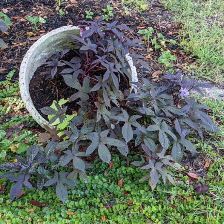 Plant image Ipomoea batatus 'Bright Ideas Black'