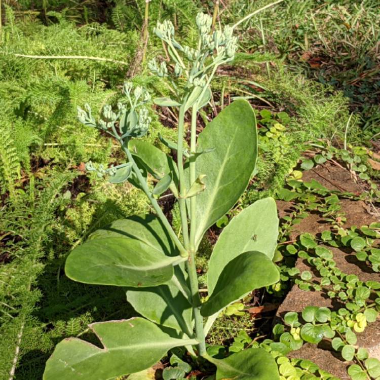 plant image 1522983