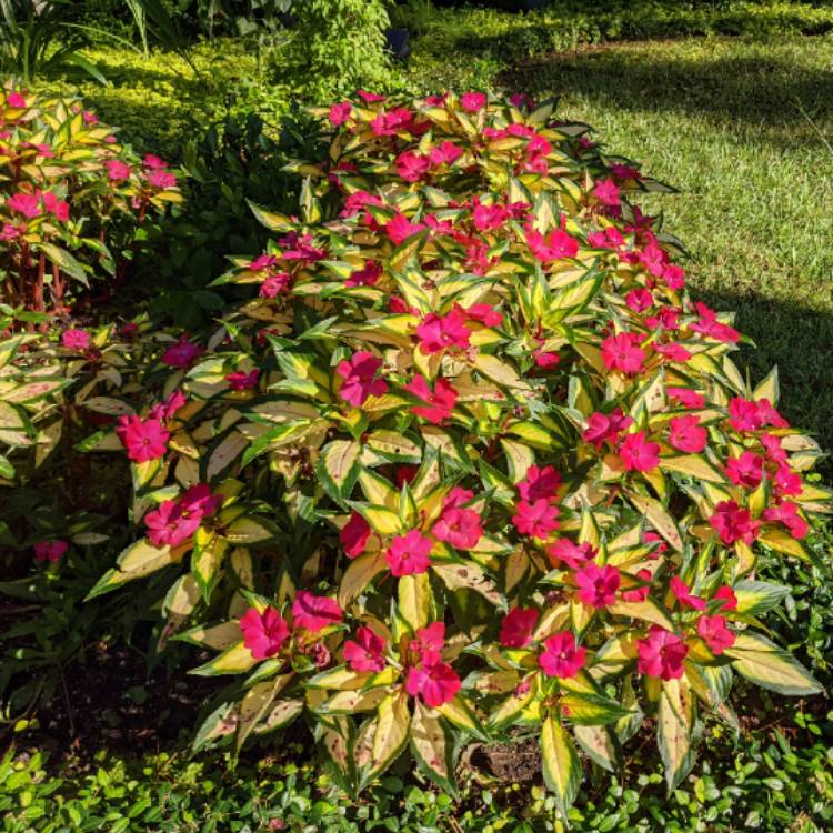 plant image 1522985 plant image 1522985
