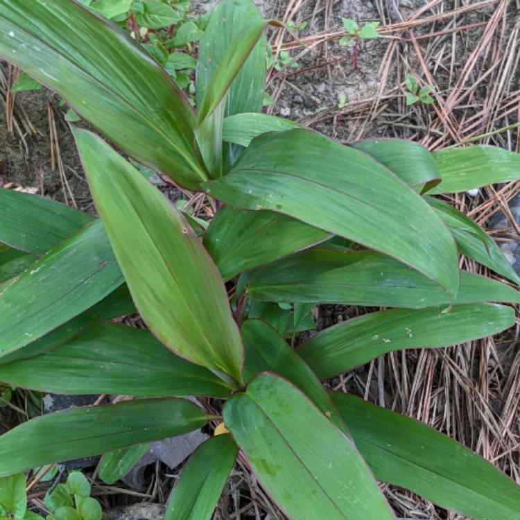 plant image 1527491 plant image 1527491