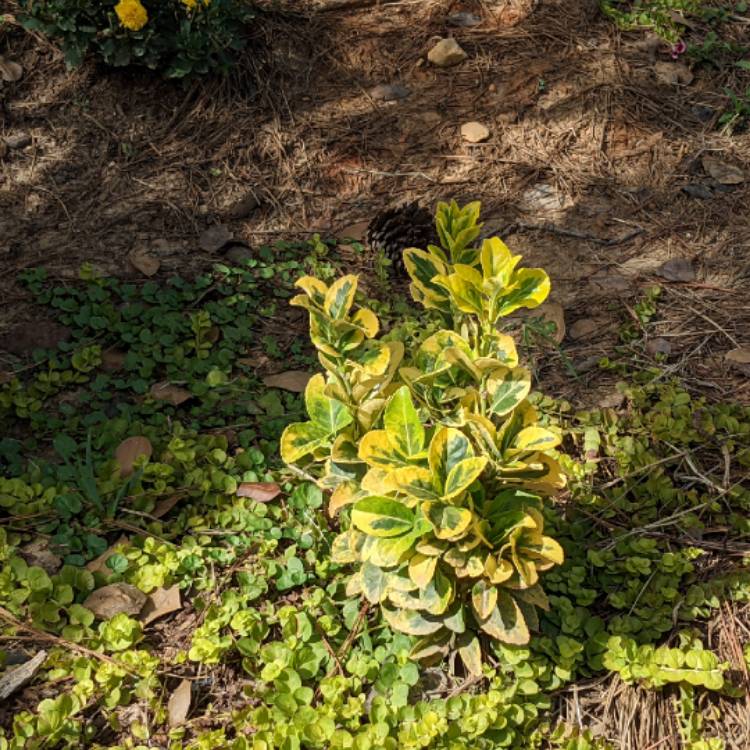 plant image 1527721 plant image 1527721