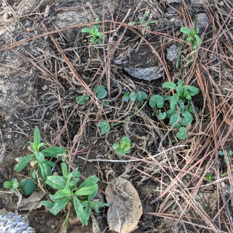 plant image 1527723 plant image 1527723