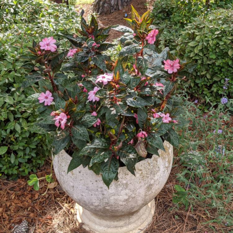plant image 1527727 plant image 1527727