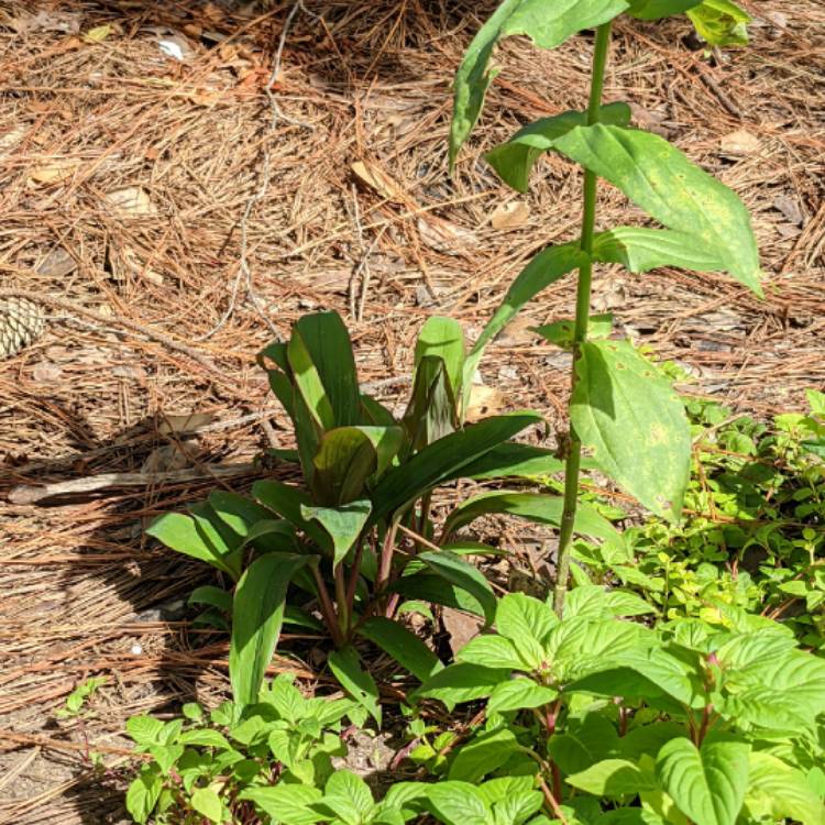 plant image 1527731 plant image 1527731