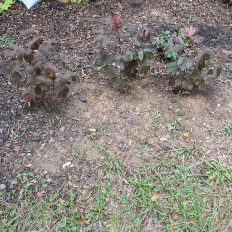 plant image 1527741 plant image 1527741