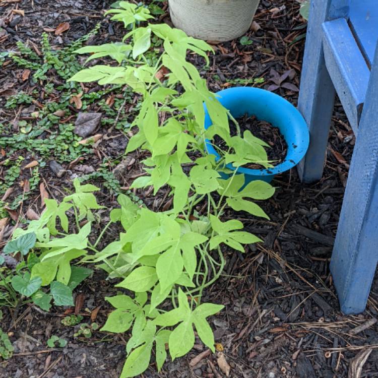 plant image 1527751