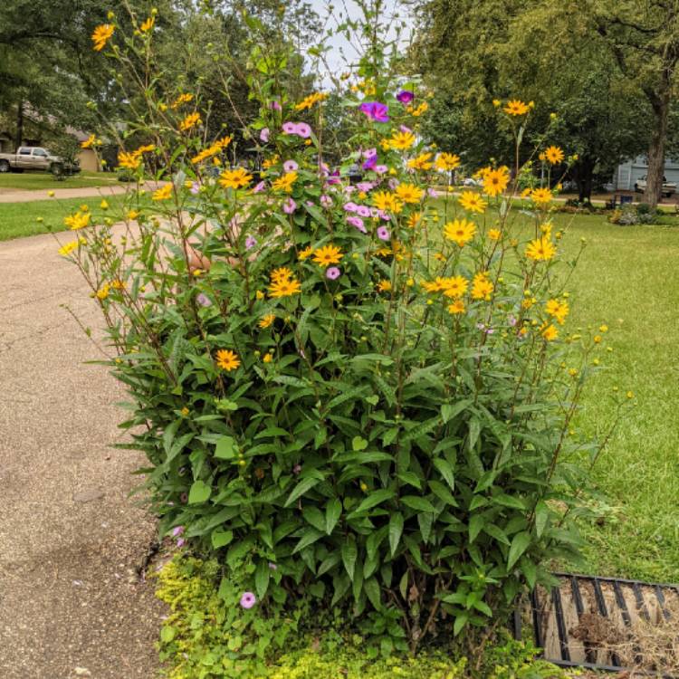 plant image 1537353 plant image 1537353