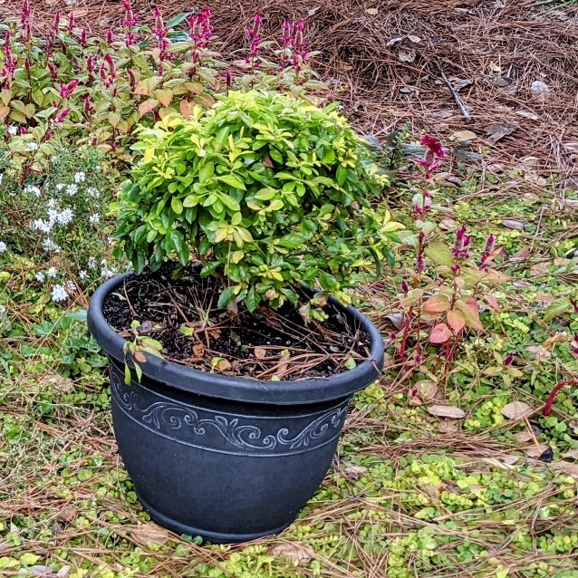 Plant image Duranta erecta 'Sheena's Gold' syn. Duranta repens 'Sheena's Gold'