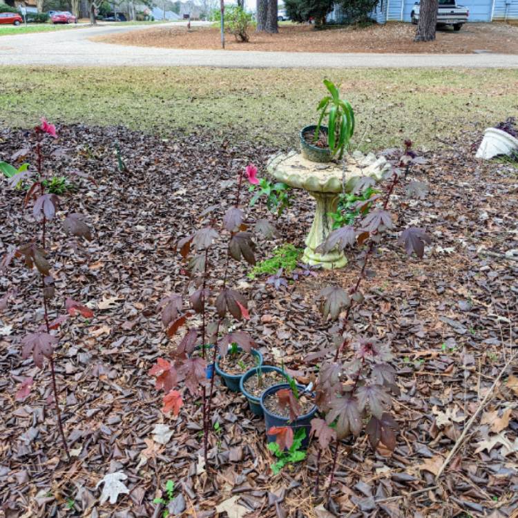 plant image 1553410 plant image 1553410