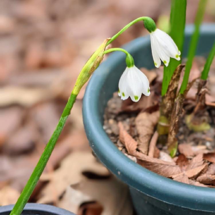Plant image Leucojum