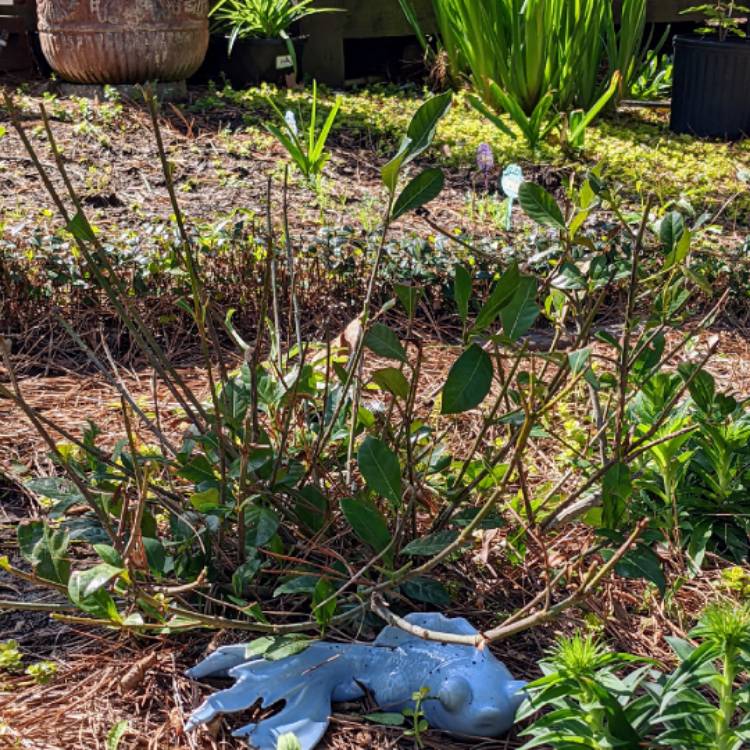 Plant image Gardenia jasminoides 'Veitchii'