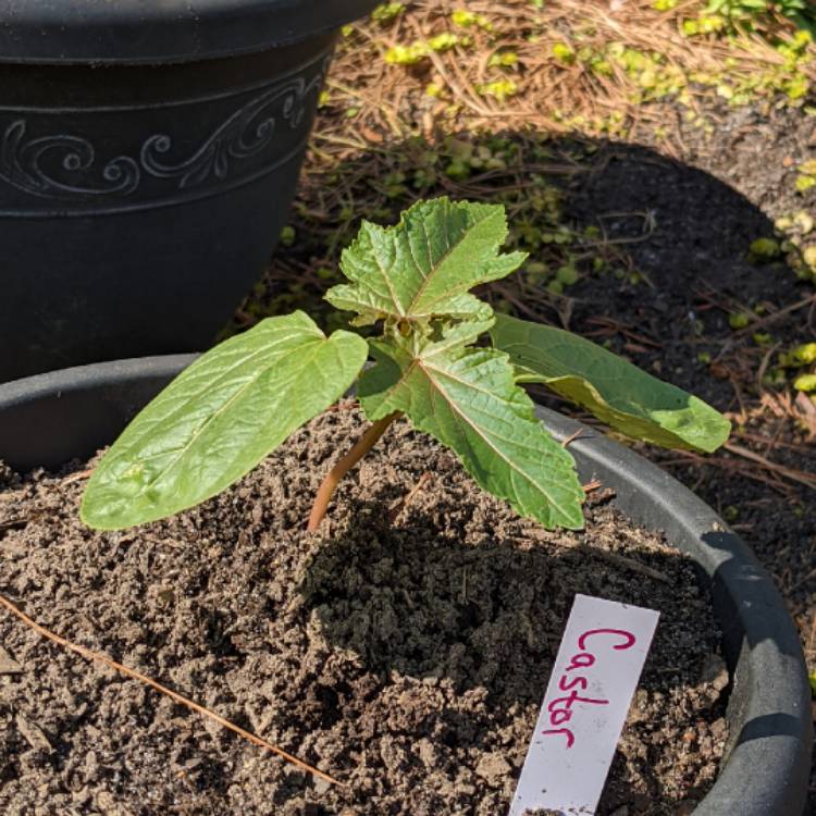 plant image 1572909