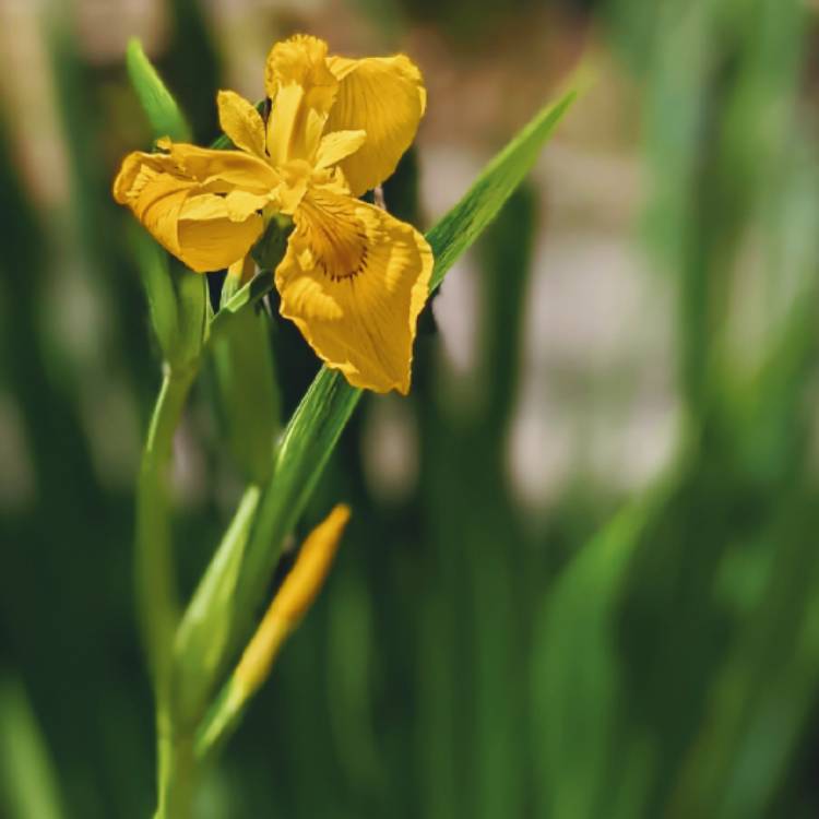 Plant image Iris 'Dixie Deb'