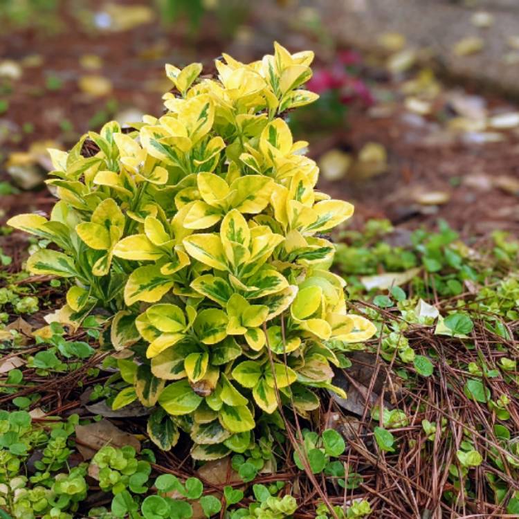 plant image 1576922 plant image 1576922