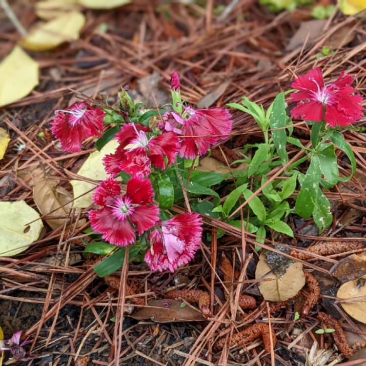 plant image 1576927 plant image 1576927