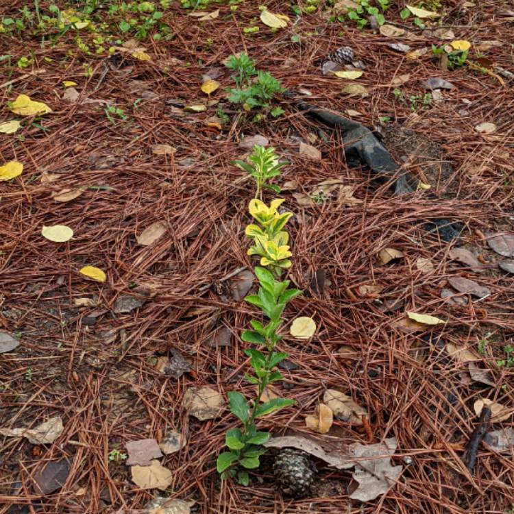 plant image 1576930 plant image 1576930