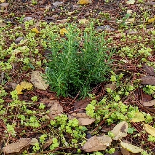 plant image 1576931 plant image 1576931