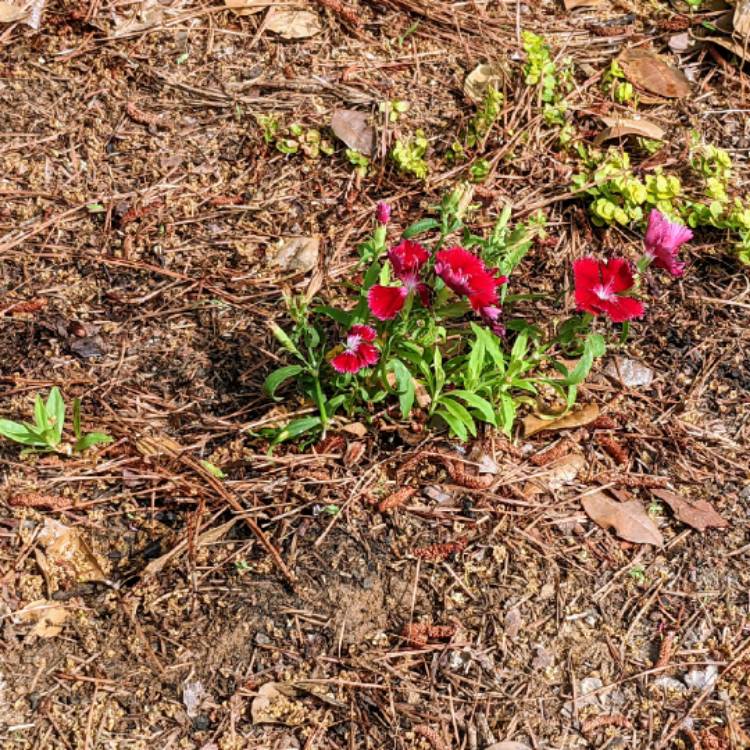 plant image 1582575 plant image 1582575