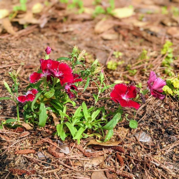 plant image 1582576 plant image 1582576