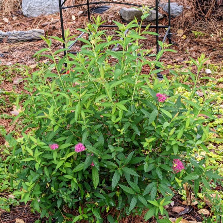 plant image 1582583