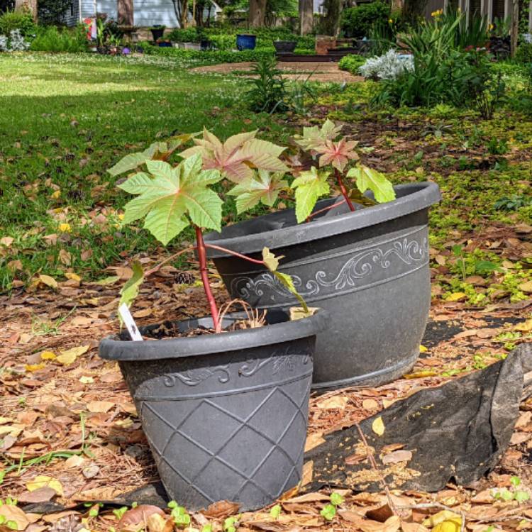 plant image 1582584
