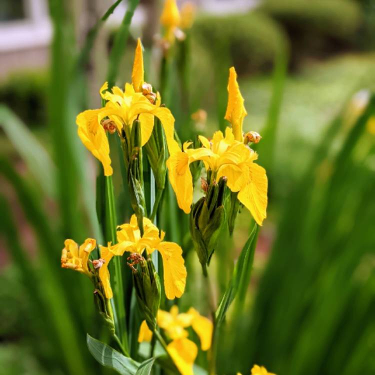 plant image 1582591