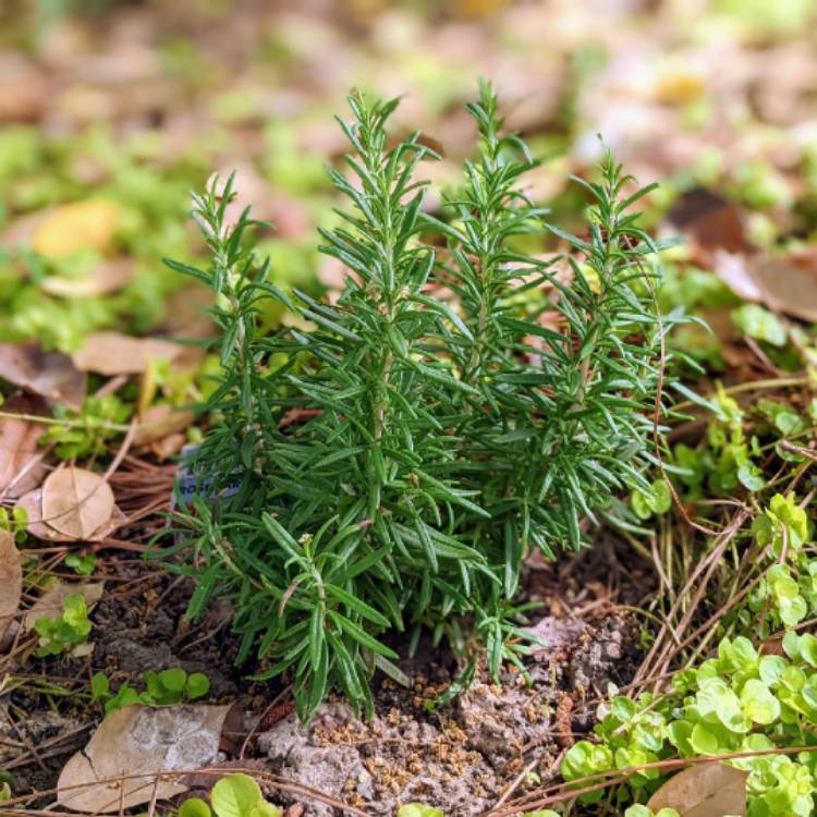 plant image 1582592 plant image 1582592