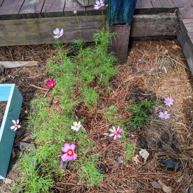 plant image 1582593 plant image 1582593