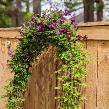 Clematis