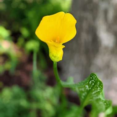 Zantedeschia 'Sunshine'