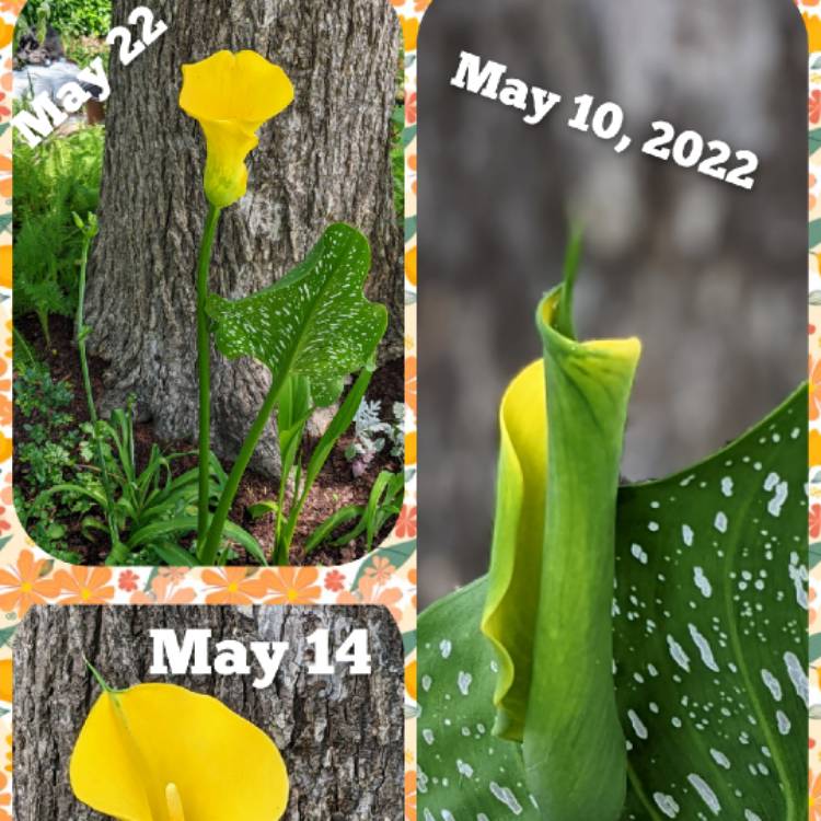 Plant image Zantedeschia 'Sunshine'