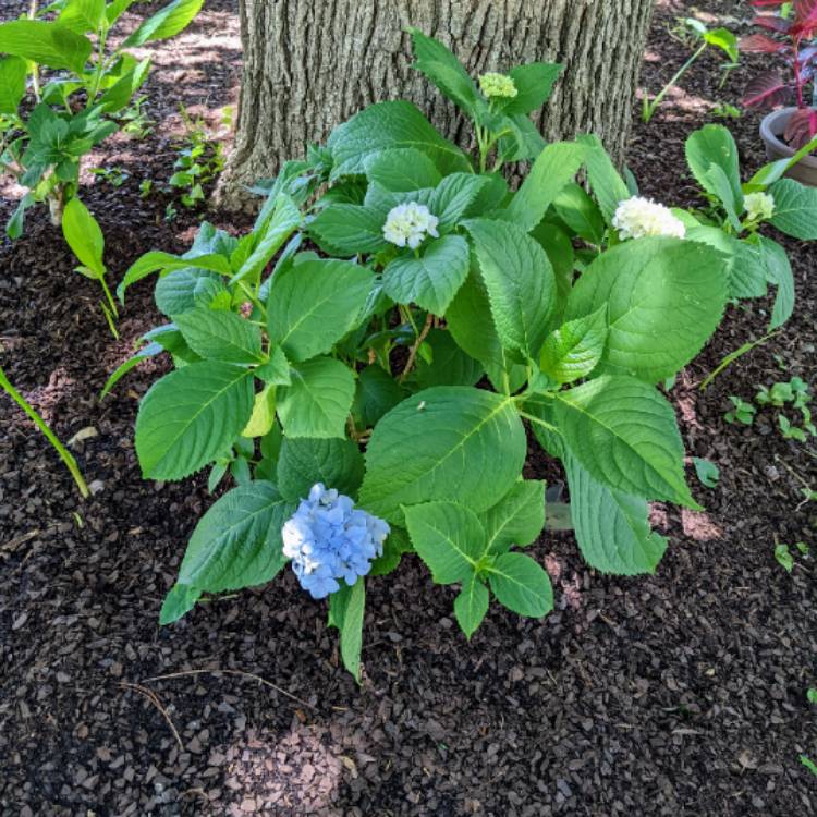 plant image 1594415 plant image 1594415