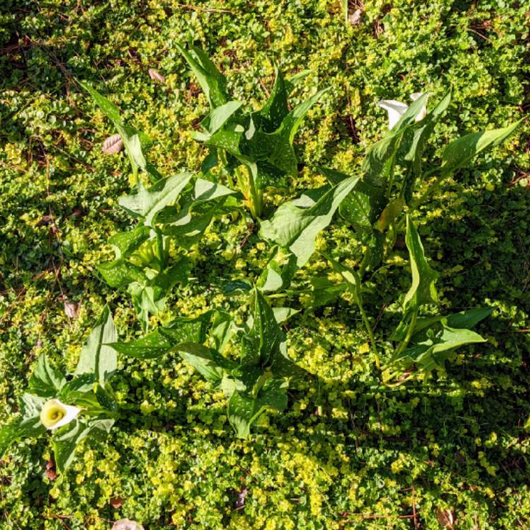 plant image 1594419 plant image 1594419